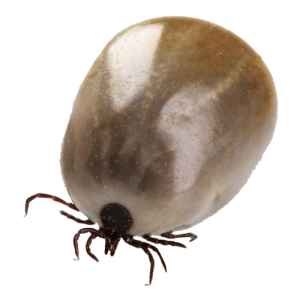 Tick insect PNG-51940